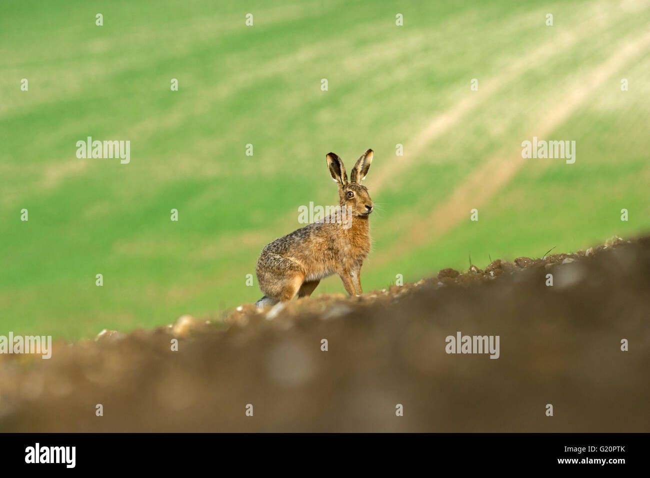 Lièvre brun Lepus europaeus printemps Nrfolk Banque D'Images