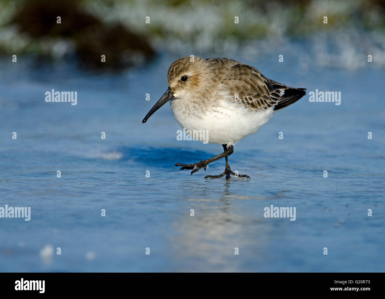 Le bécasseau variable Calidris alpina sur sur la piscine glacée à King's Lynn dans le Norfolk laver l'hiver Banque D'Images