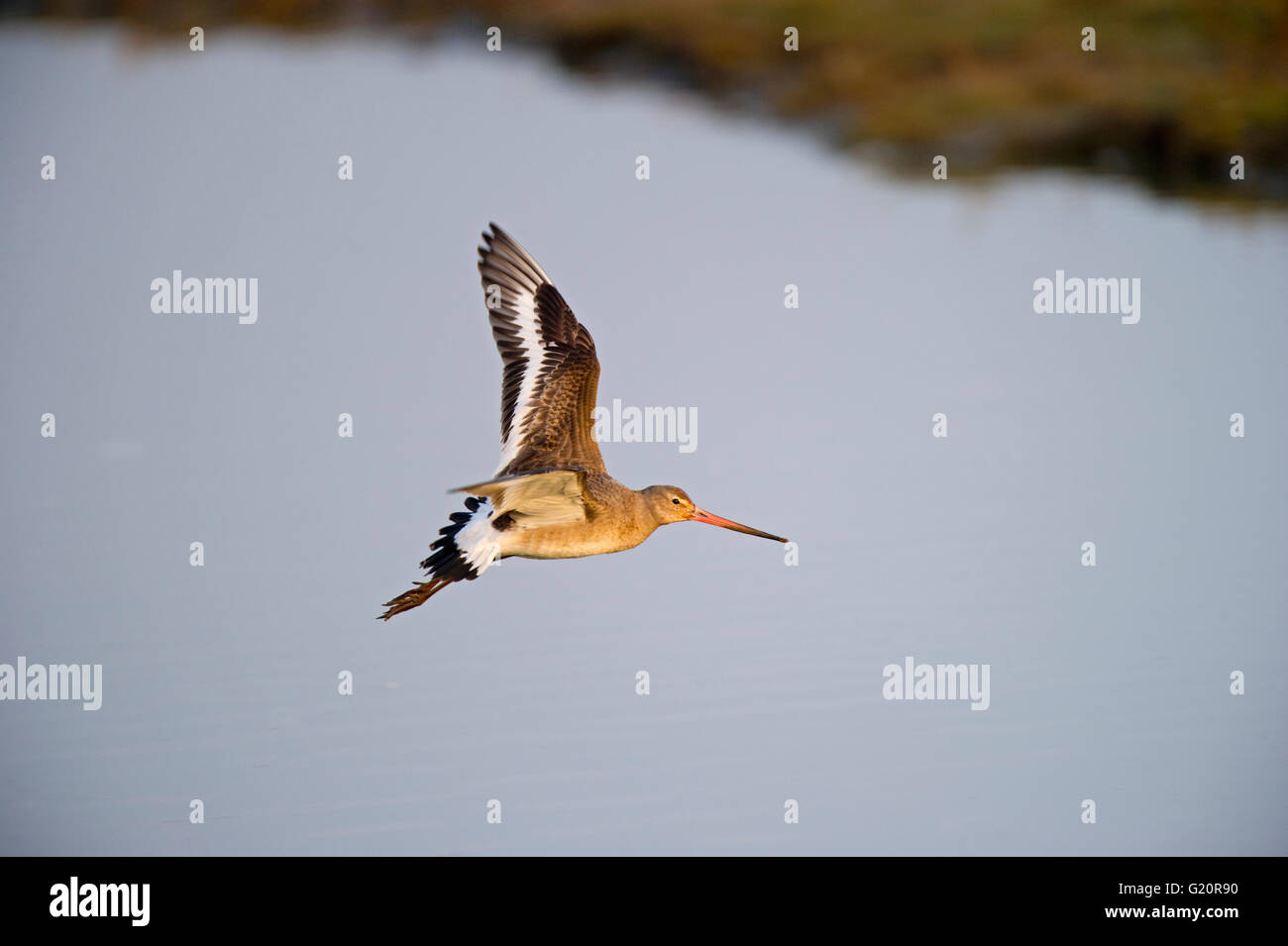 Barge à queue noire Limosa limosa hivernant sur l'Cambridheshire Mars Fens Banque D'Images