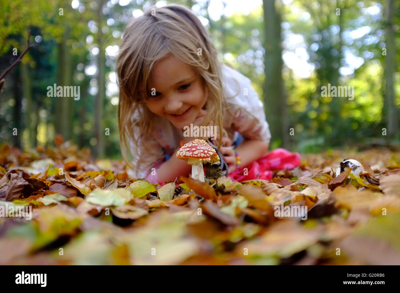 Jeune fille à la volée au champignons Agaric des bois en automne dans Norfolk Banque D'Images