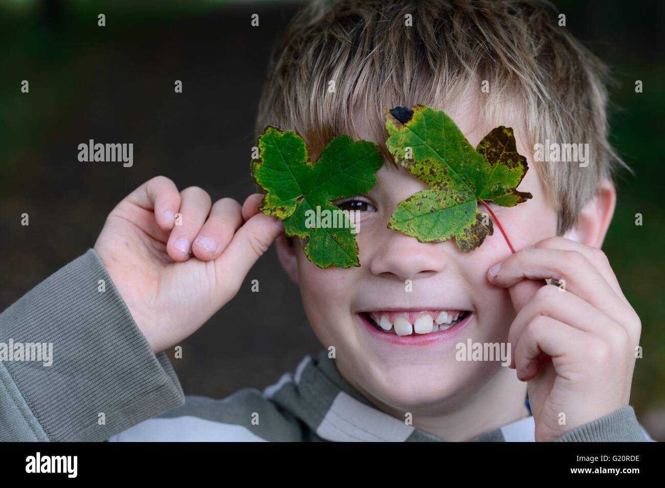 Jeune garçon voyeur à travers feuilles feuilles de sycomore tombé dans les bois en automne Norfolk UK Banque D'Images
