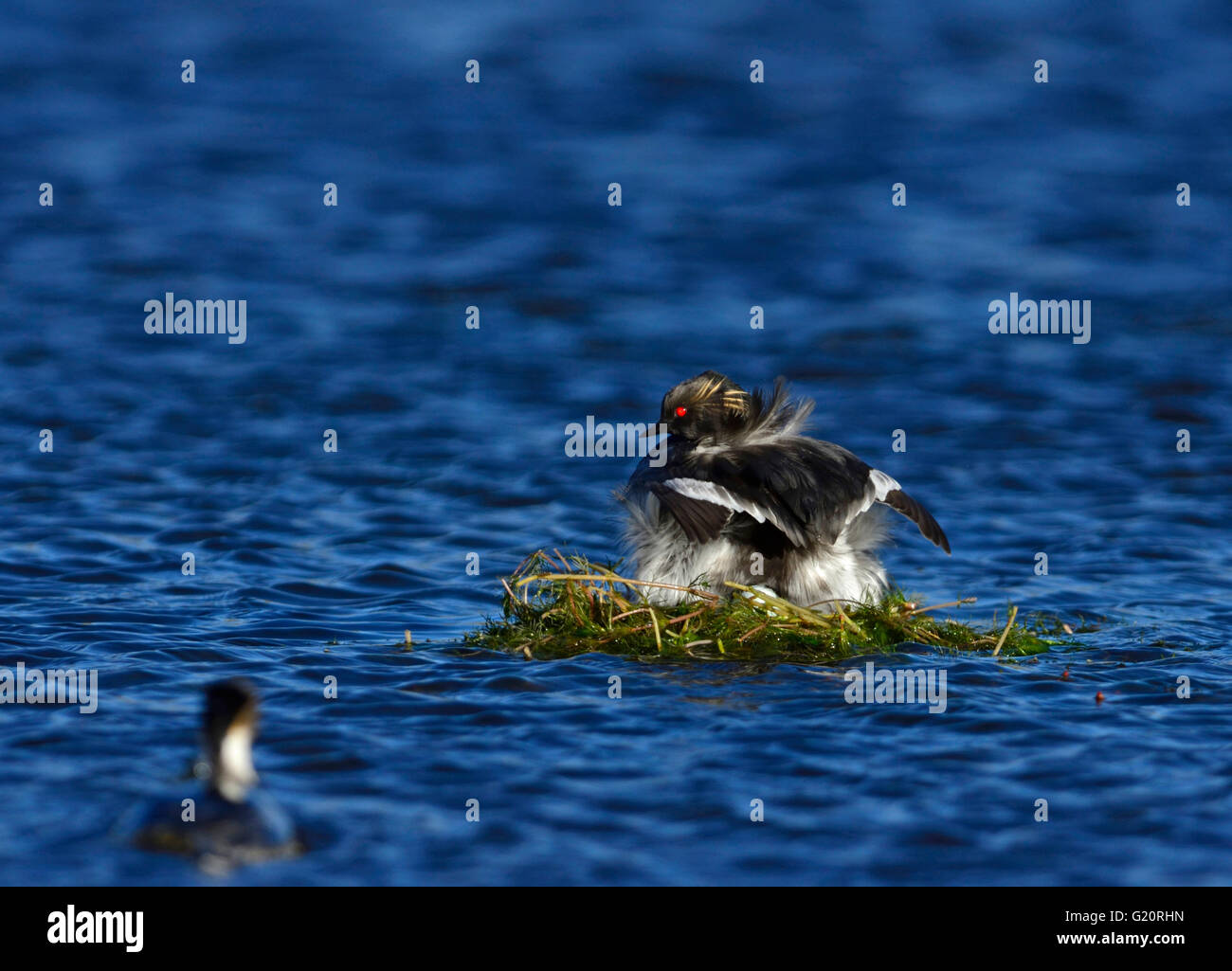 Silvery Grebe Podiceps occipital portant un œuf Laguna Azul, NP Torres del Paine Chili Patagona Banque D'Images