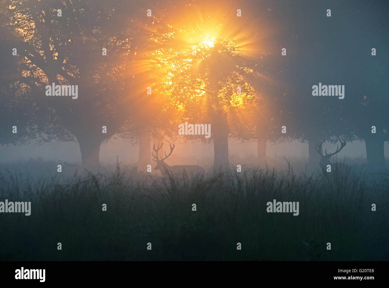 Red Deer (Cervus elaphus) stag pendant le rut sur un misty dans Richmond Park, réserve naturelle nationale Octobre Londres Banque D'Images