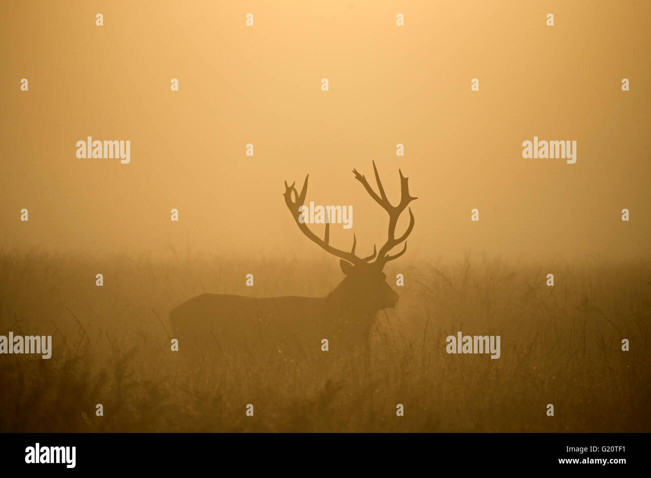 Red Deer (Cervus elaphus) stag pendant le rut sur un misty dans Richmond Park, réserve naturelle nationale Octobre Londres Banque D'Images