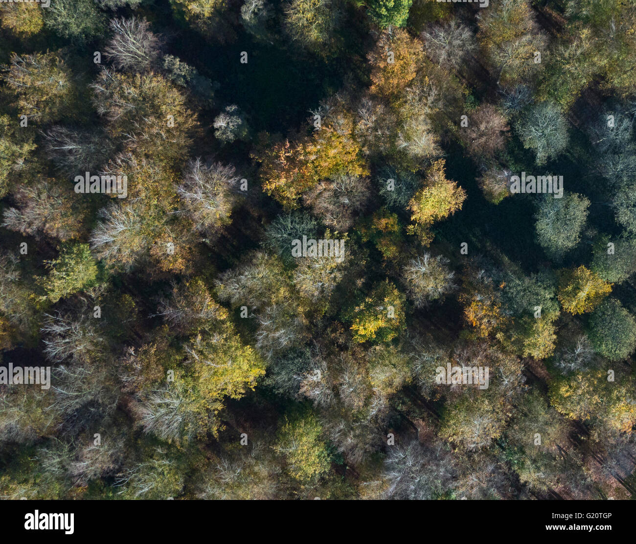 Vue aérienne de la forêt de Thetfor caduques à la fin de l'automne Norfolk Banque D'Images