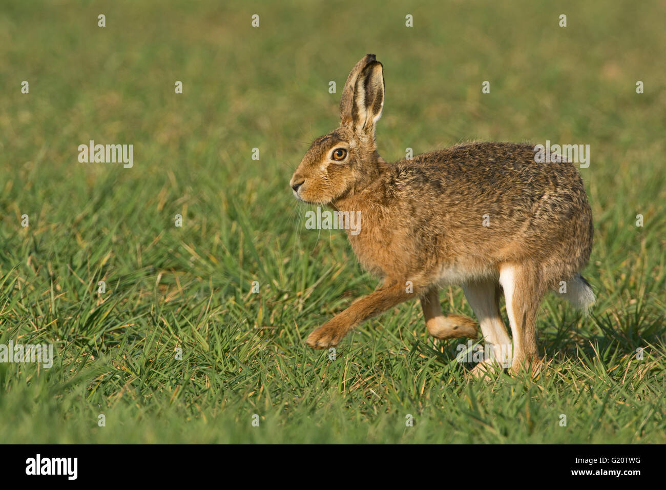 European Brown Hare, Lepus europaeus dans champ de blé d'hiver Mars UK Norfolk Banque D'Images