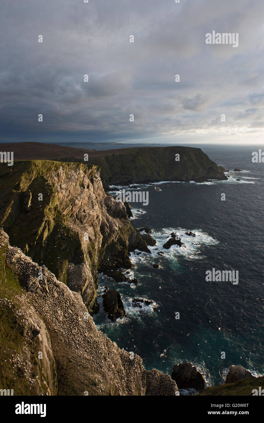 Voir de Fou de Bassan Sula bassana colonie sur cliffs à Hermaness National Nature Reserve Unst Shetland Ecosse Avril Banque D'Images