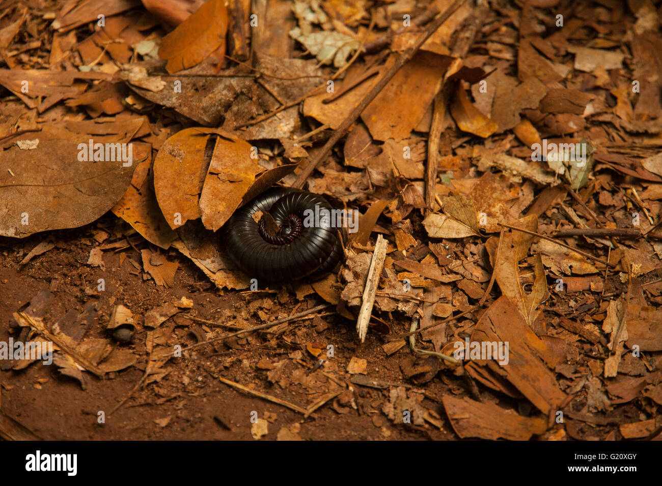 Bug dans la jungle Banque D'Images