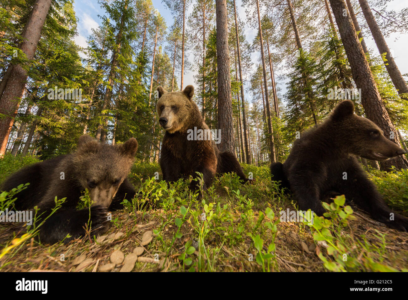 Les grizzlis sauvages en forêt Banque D'Images