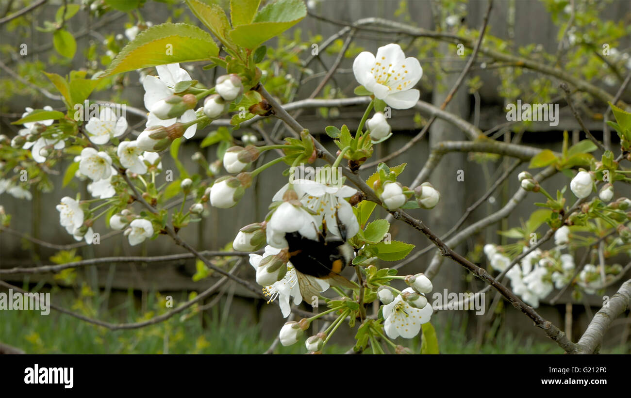 Bourdon sur fleur de cerisier fleurs Banque D'Images