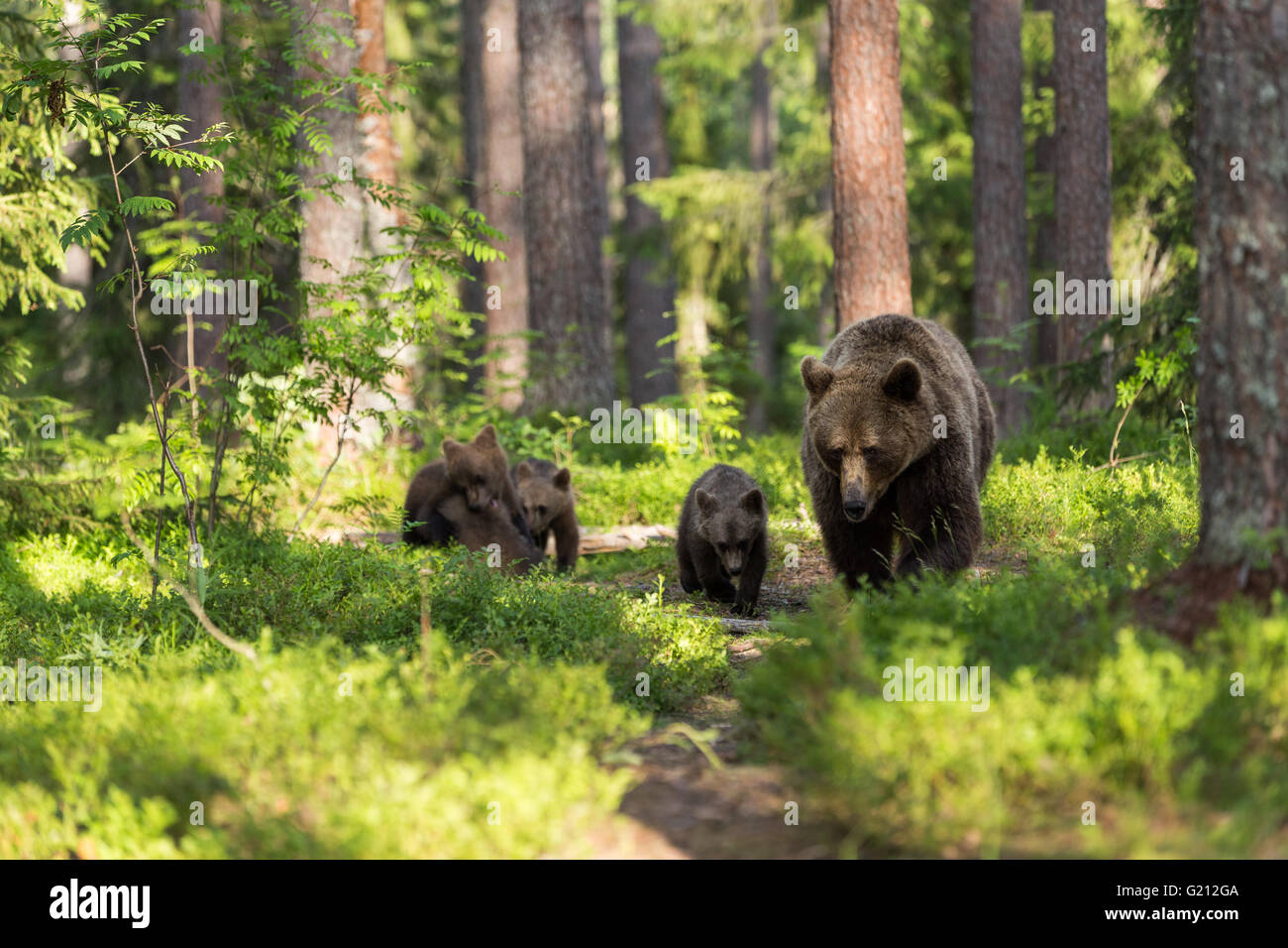 Les grizzlis sauvages en forêt Banque D'Images