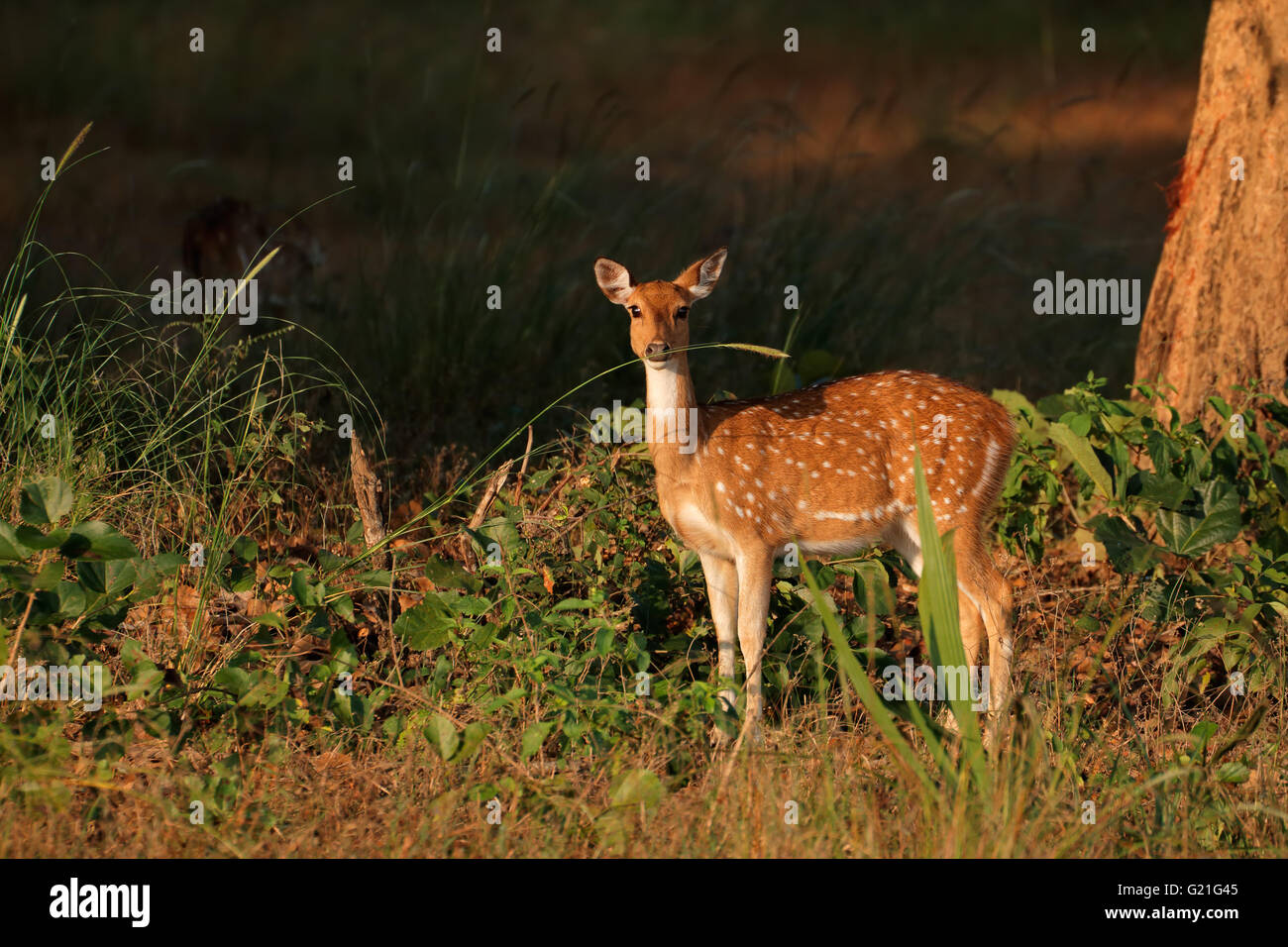 Les cerfs communs repèrés ou chital (Axis axis), Parc National de Kanha, India Banque D'Images