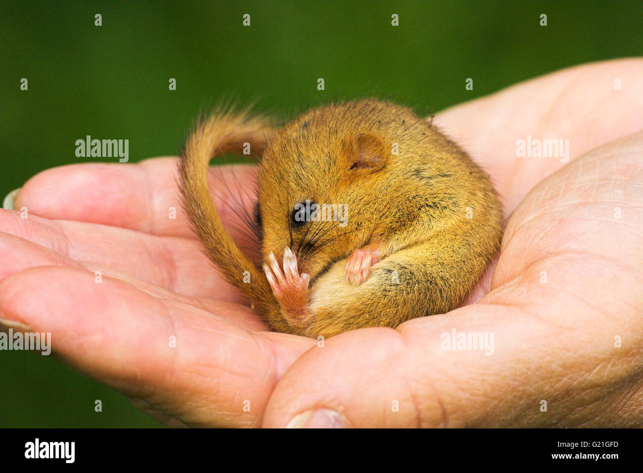 Muscardinus avellanarius Hazel dormeuse en été la torpeur, Dorset, Angleterre Banque D'Images