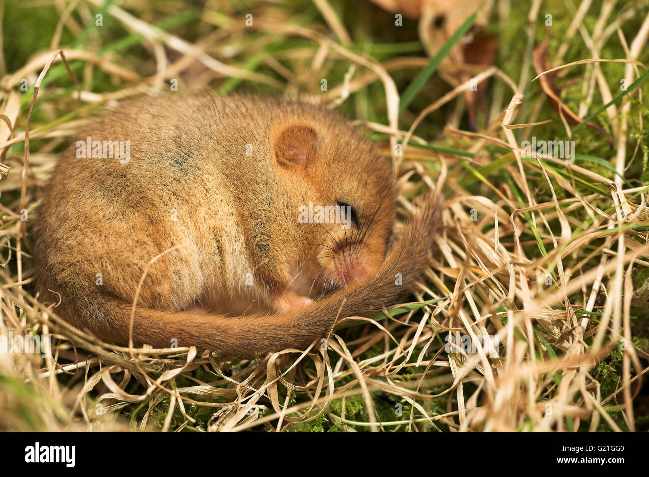 Muscardinus avellanarius loir commun l'hibernation Dorset Angleterre Banque D'Images
