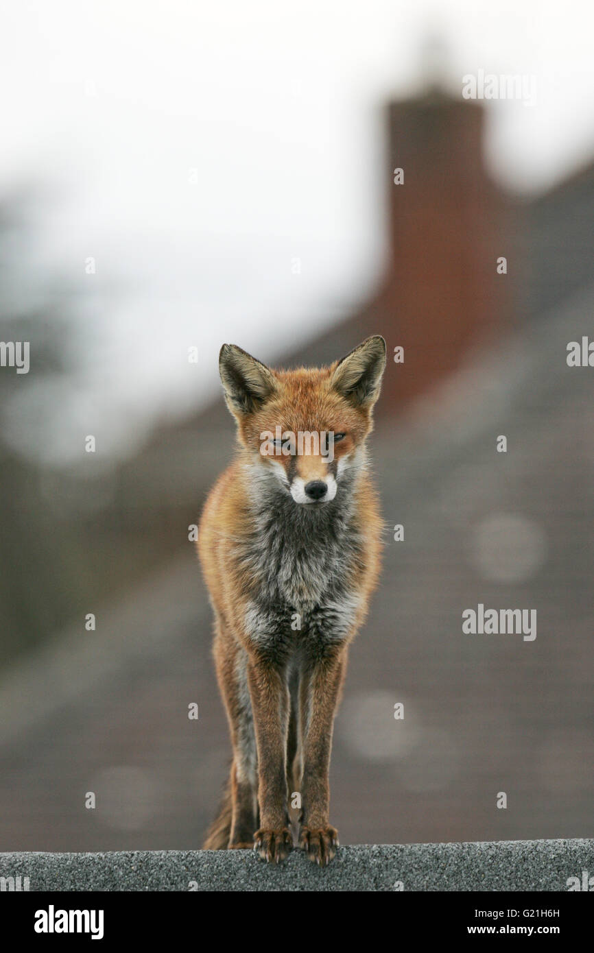 Le renard roux Vulpes vulpes jeune femme sur un toit plat d'extension maison Banque D'Images