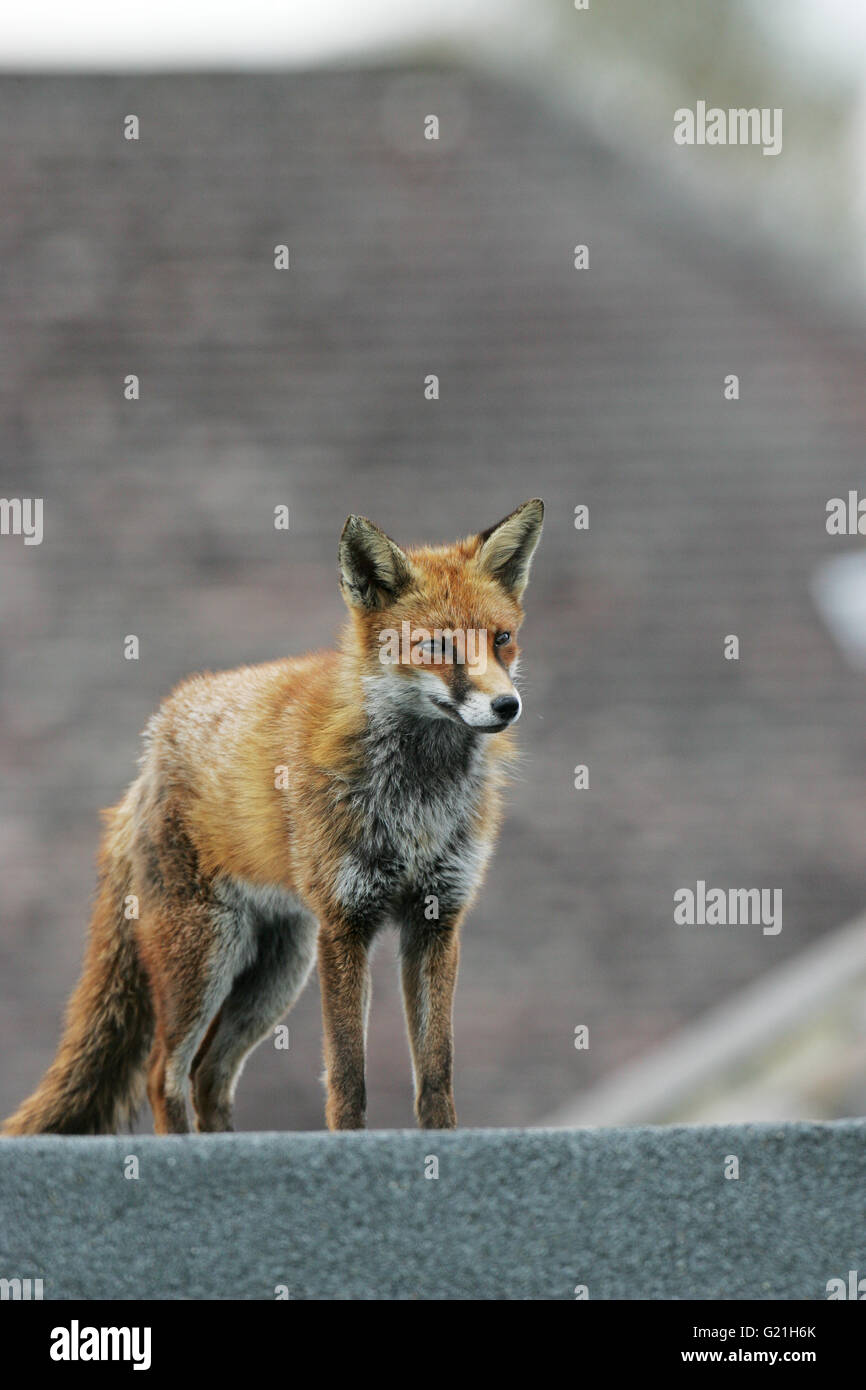 Le renard roux Vulpes vulpes jeune femme sur un toit plat d'extension maison Banque D'Images