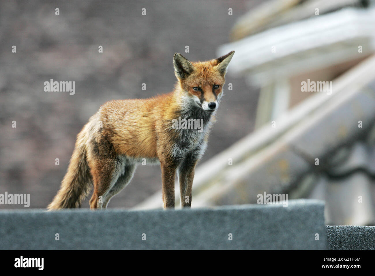 Le renard roux Vulpes vulpes jeune femme sur un toit plat d'extension maison Banque D'Images