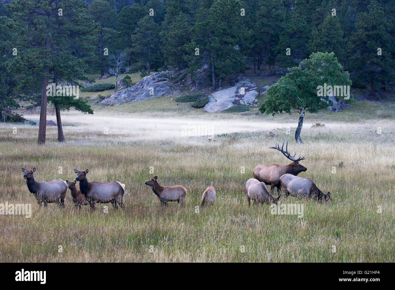 Rocky Mountain Elk Cervus canadensis nelsoni West Horseshoe Park Le parc national des Montagnes Rocheuses au Colorado USA Banque D'Images