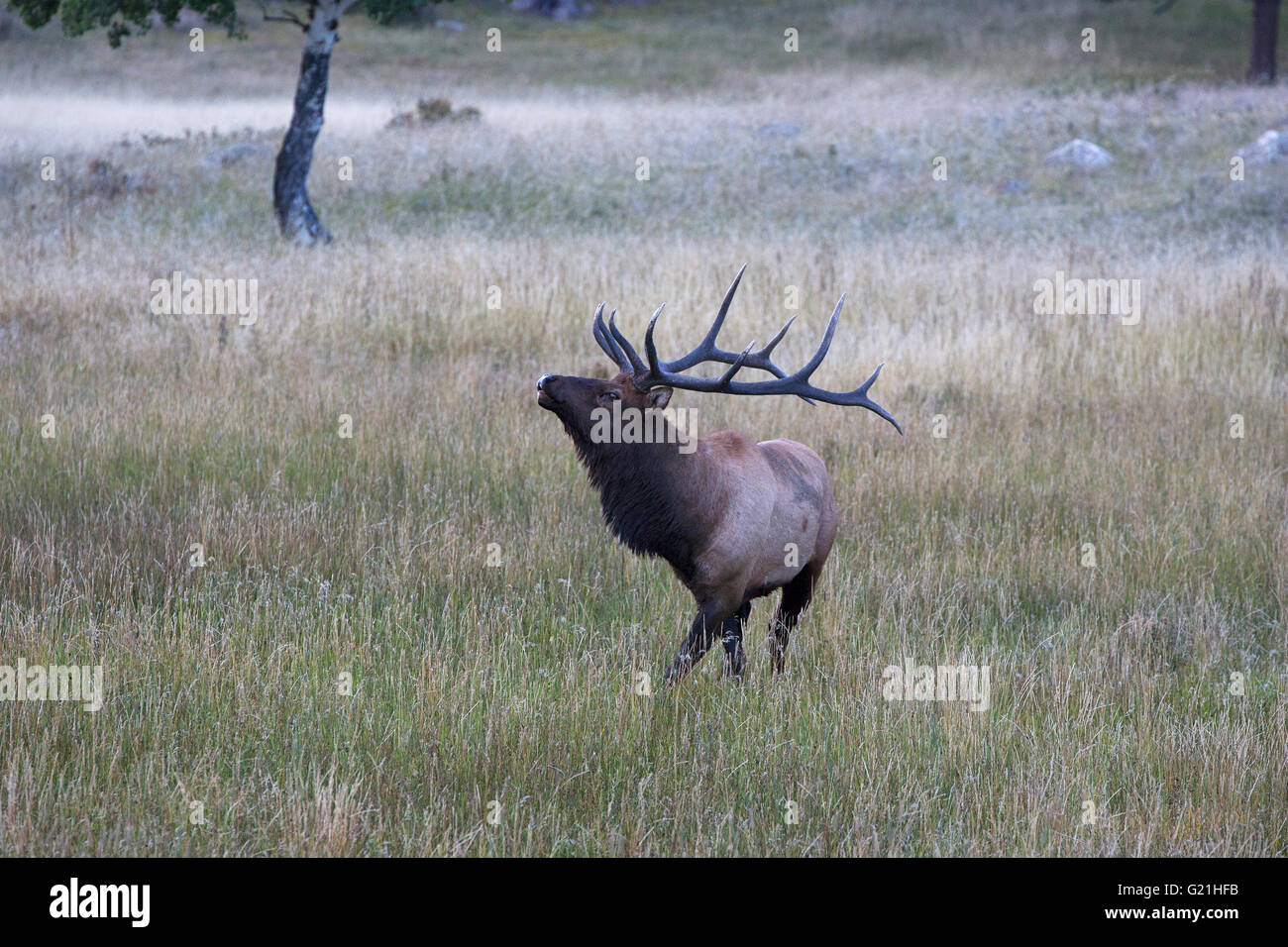 Rocky Mountain Elk Cervus canadensis nelsoni West Horseshoe Park Le parc national des Montagnes Rocheuses au Colorado USA Banque D'Images