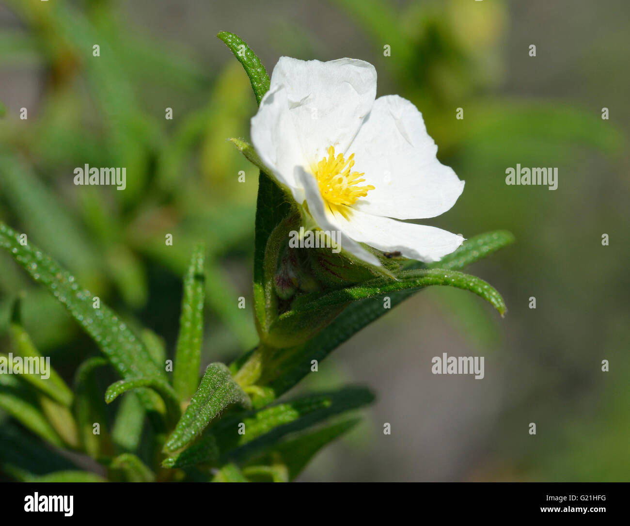 Ciste à feuilles étroites - Cistus monspeliensis fleur blanche de Chypre Banque D'Images