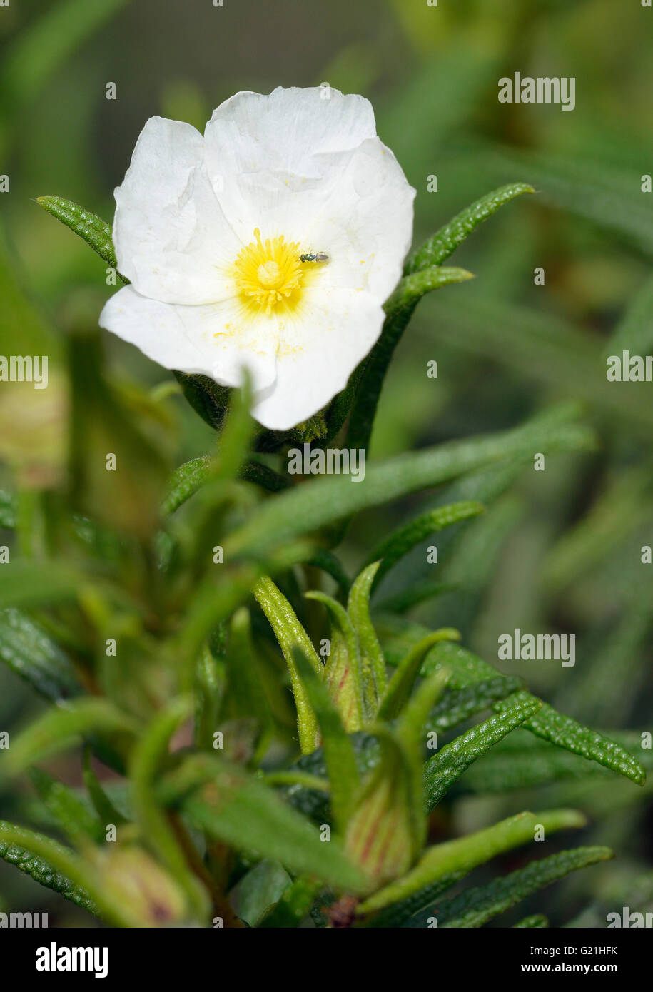 Ciste à feuilles étroites - Cistus monspeliensis fleur blanche de Chypre Banque D'Images