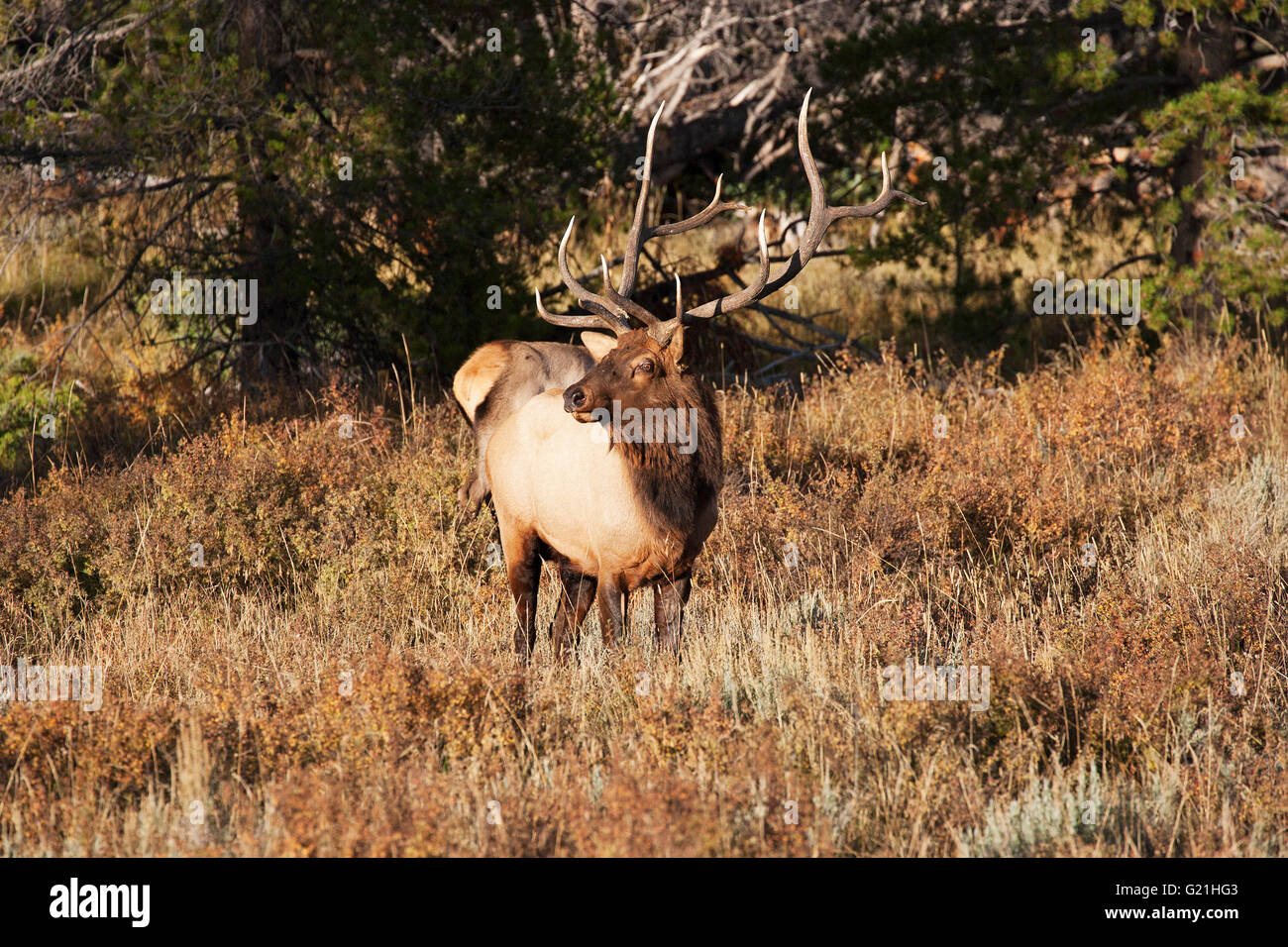 Rocky Mountain Elk Cervus canadensis nelsoni bull West Horseshoe Park Le parc national des Montagnes Rocheuses au Colorado USA Banque D'Images
