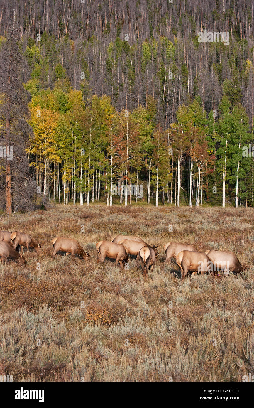 Rocky Mountain Elk Cervus canadensis nelsoni groupe de femelles de l'Ouest alimentation Horseshoe Park Le parc national des Montagnes Rocheuses au Colorado Banque D'Images