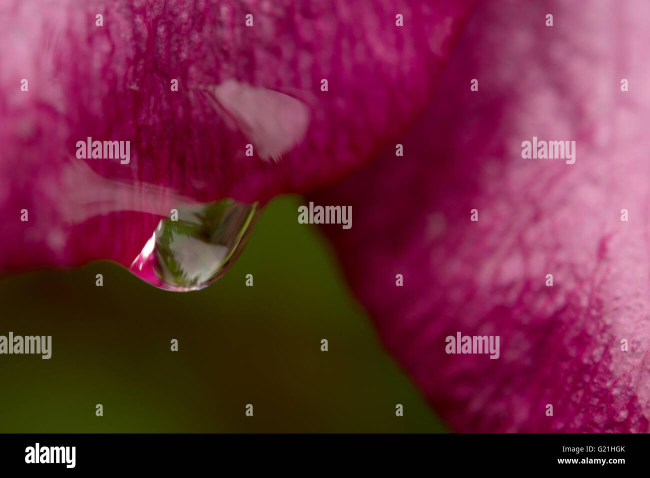Gros plan de fleurs magenta avec goutte de rosée Banque D'Images