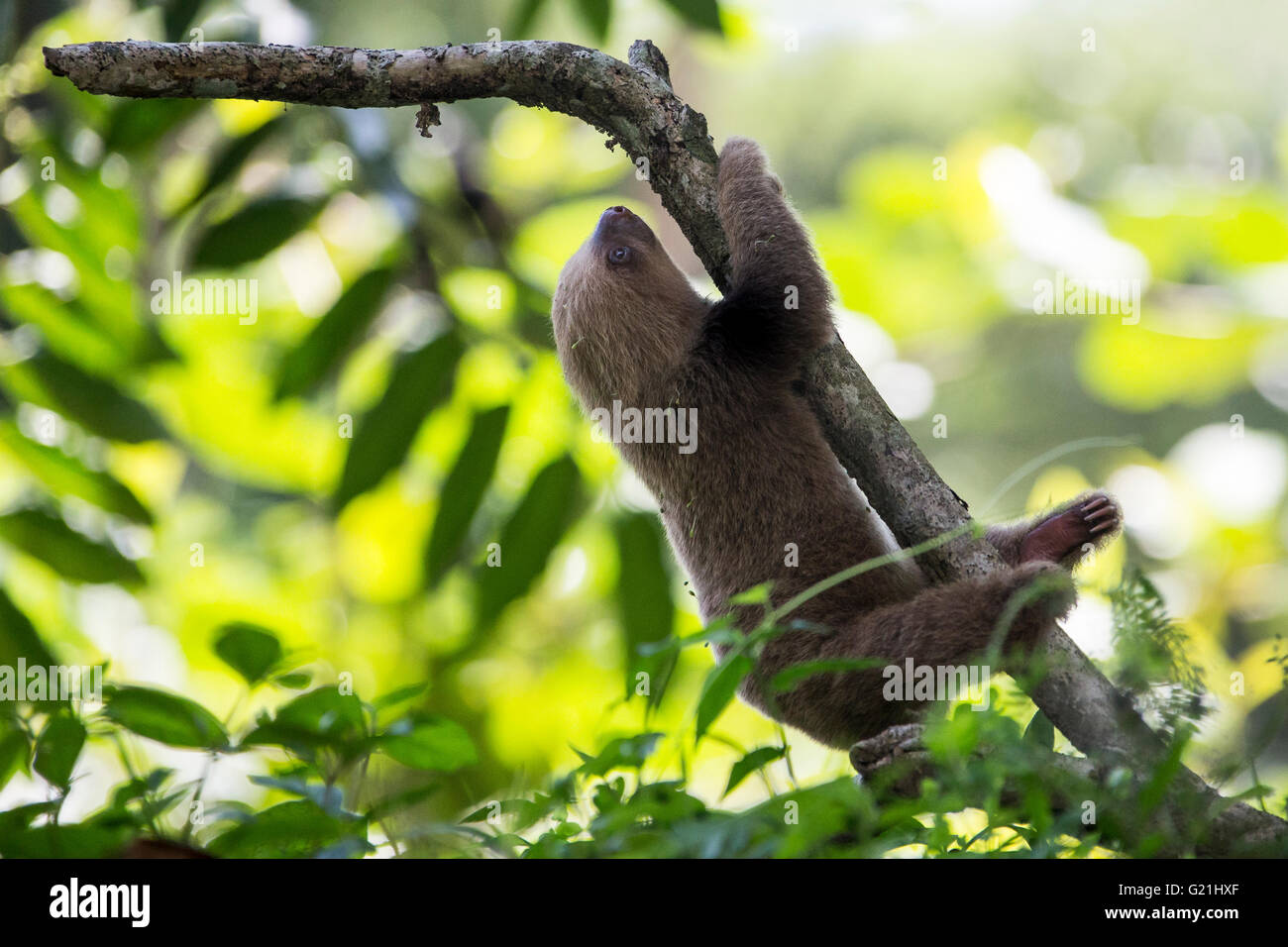 Hoffmann's Deux-toed Sloth (Choloepus hoffmanni), l'indolence du sanctuaire, près de Limon, Costa Rica, Amérique Centrale Banque D'Images