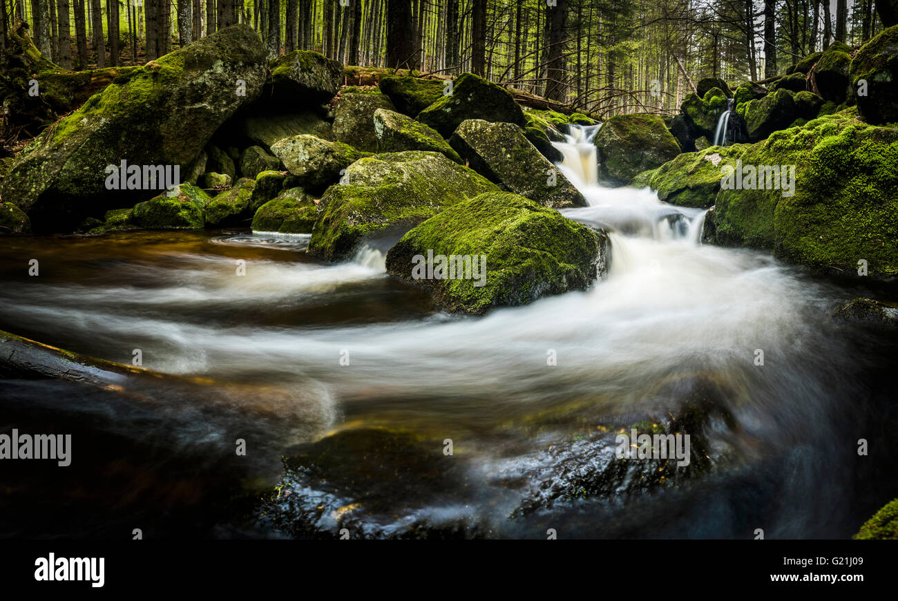 Ruisseau de montagne avec la mousse dans la forêt de montagne, Grafenau, Freyung-Grafenau, forêt de Bavière, Thuringe, Allemagne Banque D'Images