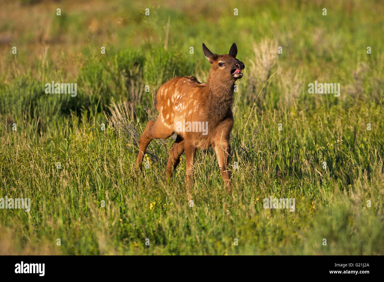 Le Wapiti Cervus canadensis calf s'exécutant dans l'herbage dans le bord de Gardiner Park Comté Montana USA 2015 Banque D'Images