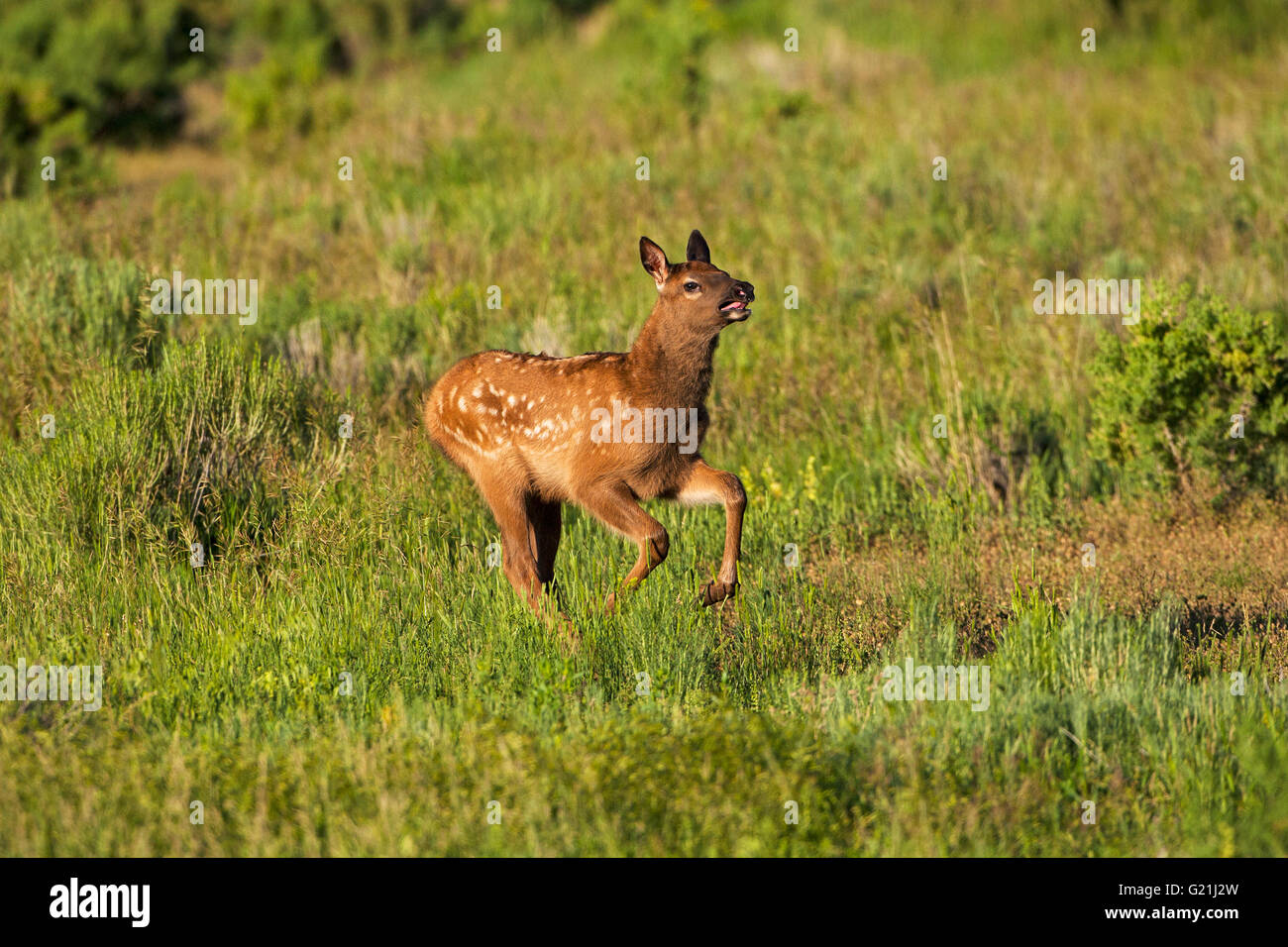 Le Wapiti Cervus canadensis calf s'exécutant dans l'herbage dans le bord de Gardiner Park Comté Montana USA 2015 Banque D'Images