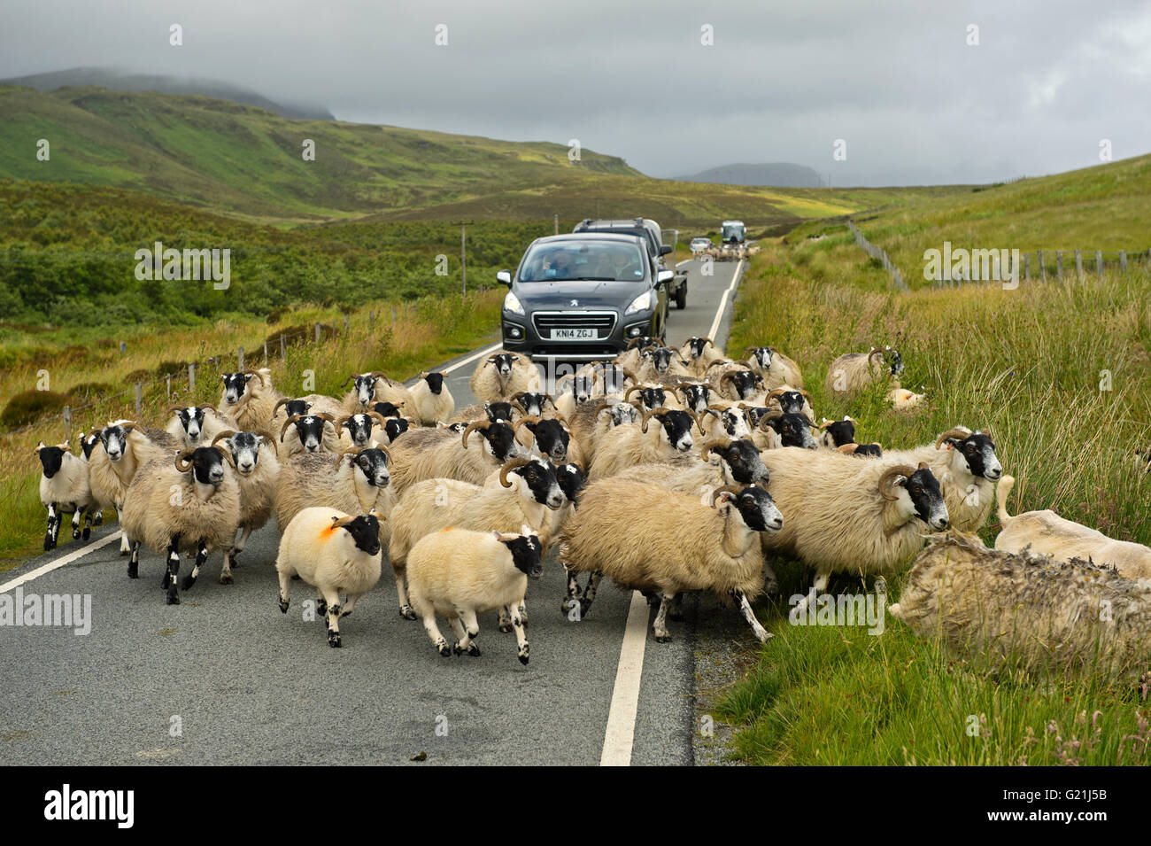 Troupeau de moutons Scottish Blackface bloque la circulation sur les routes de campagne, à l'île de Skye, Ecosse, Royaume-Uni Banque D'Images