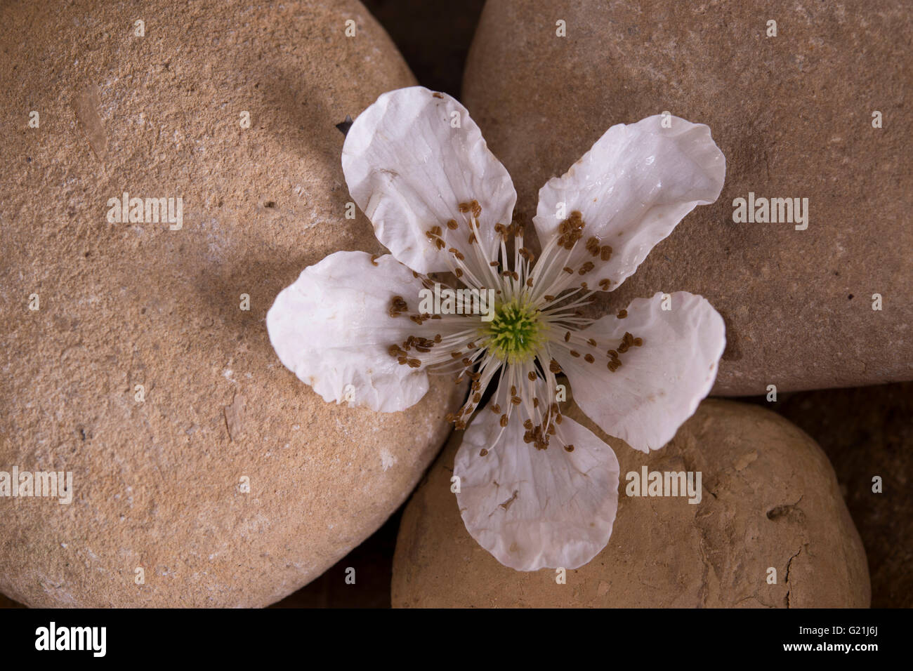 Fleur blanche sur les pierres texturé Banque D'Images