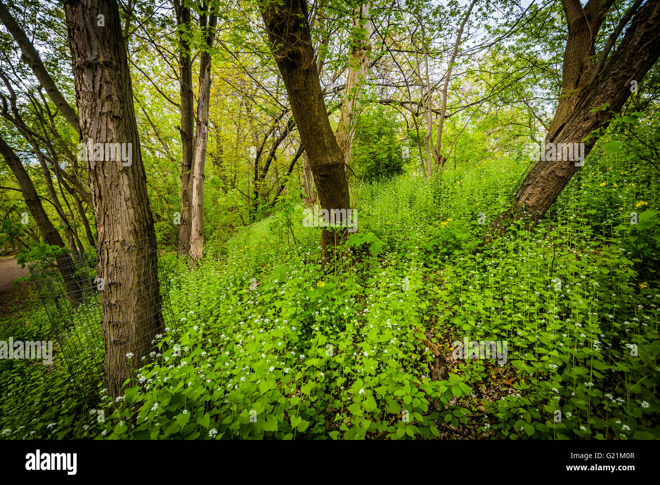 Des arbres dans une zone boisée de High Park, Toronto, Ontario. Banque D'Images