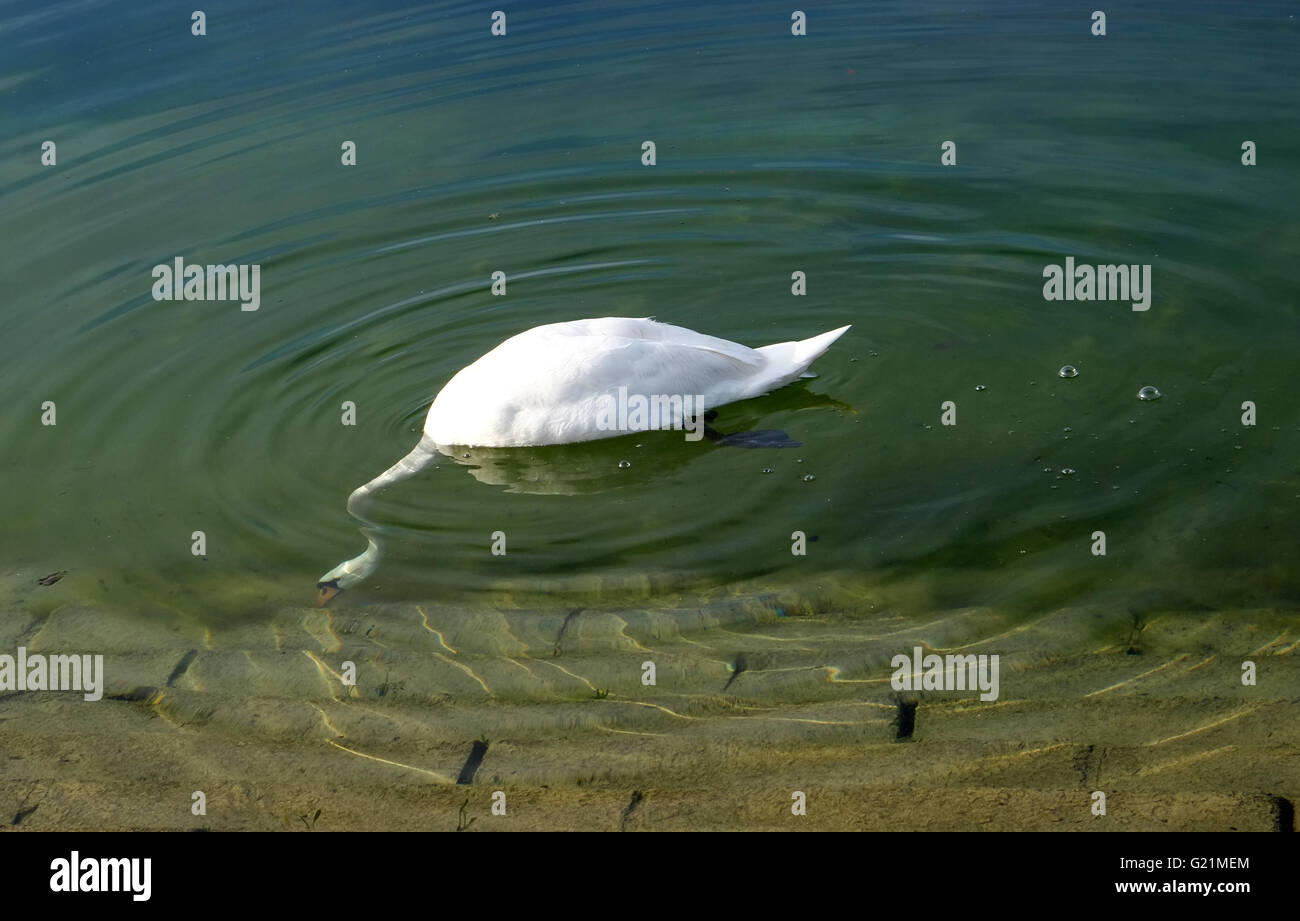 Swan se nourrir dans les eaux claires du réservoir de Cheddar, mai 2016. Banque D'Images
