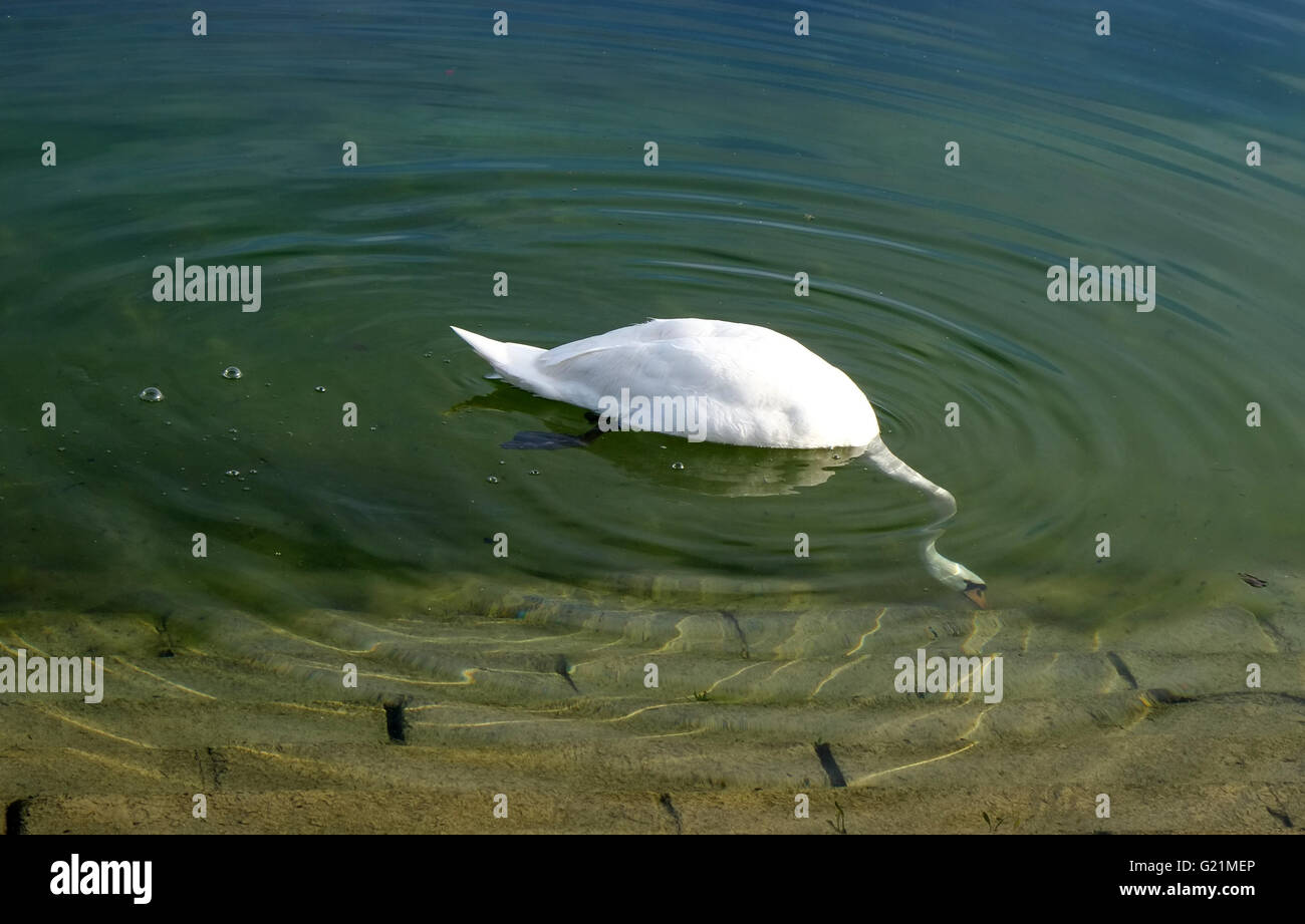 Swan se nourrir dans les eaux claires du réservoir de Cheddar, mai 2016. Banque D'Images
