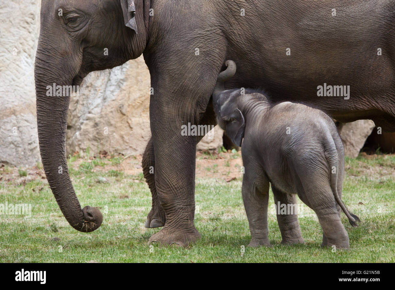 Un mois de l'éléphant indien (Elephas maximus indicus) nommé Maxmilian avec sa mère Janita à Zoo de Prague, République tchèque. Banque D'Images