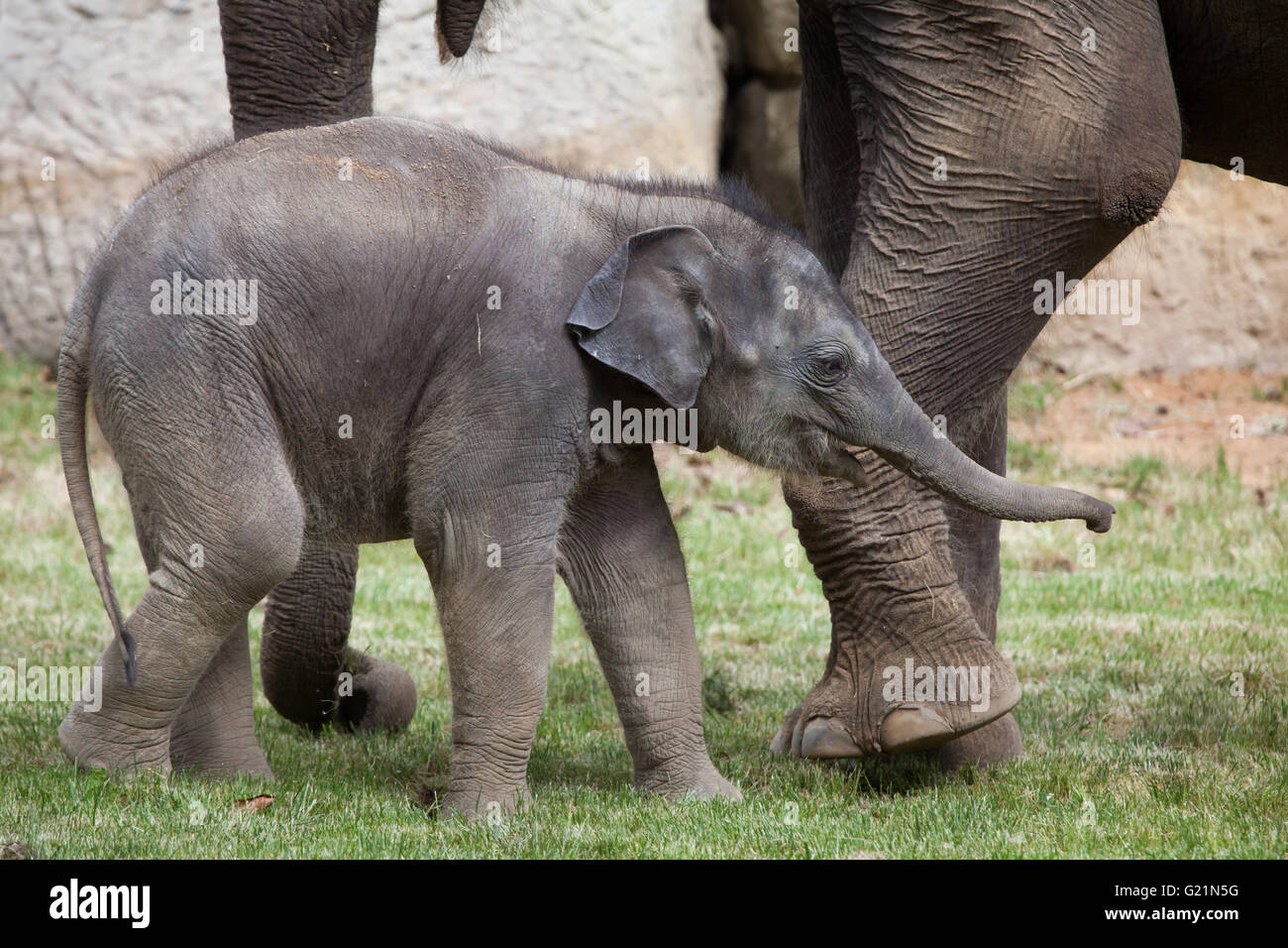 Un mois de l'éléphant indien (Elephas maximus indicus) nommé Maxmilian avec sa mère Janita à Zoo de Prague, République tchèque. Banque D'Images