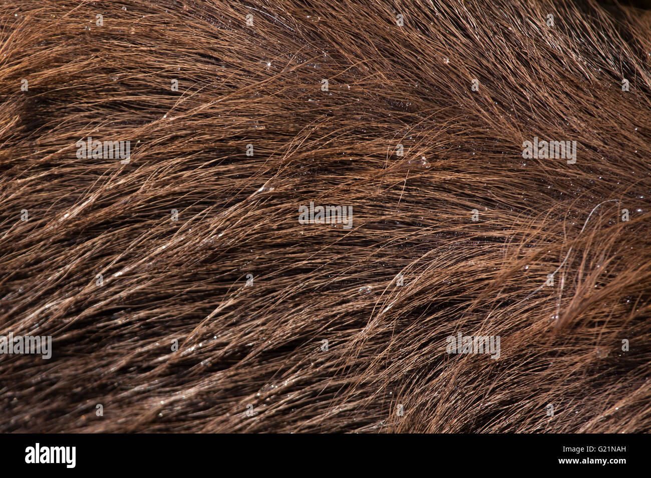 Forest sitatunga (Tragelaphus spekii gratus), également connu sous le nom de la forêt marshbuck. La texture de la peau. Des animaux de la faune. Banque D'Images