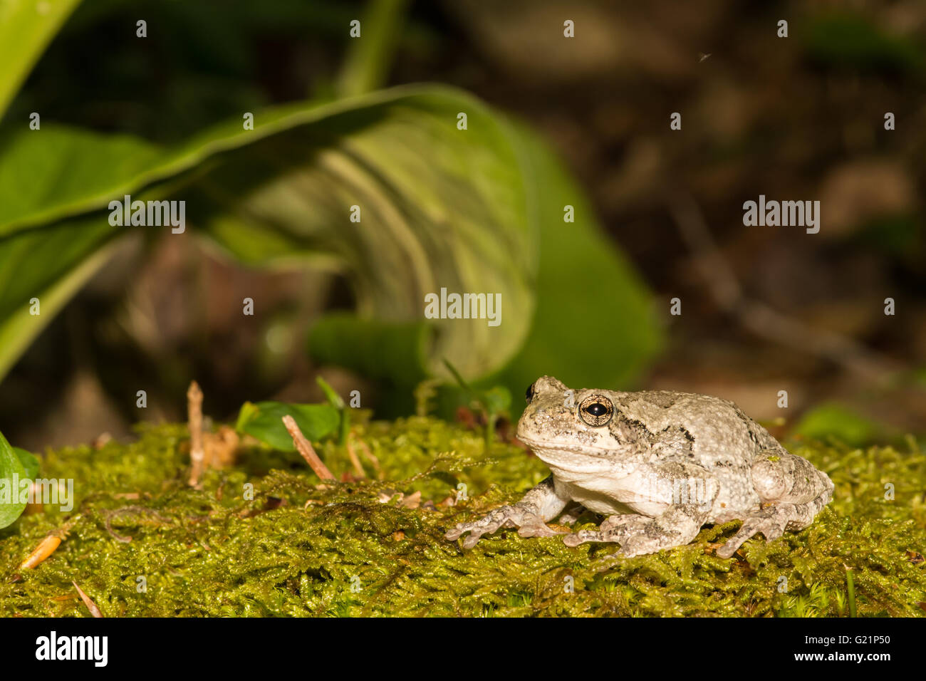 Treefrog gris Banque D'Images