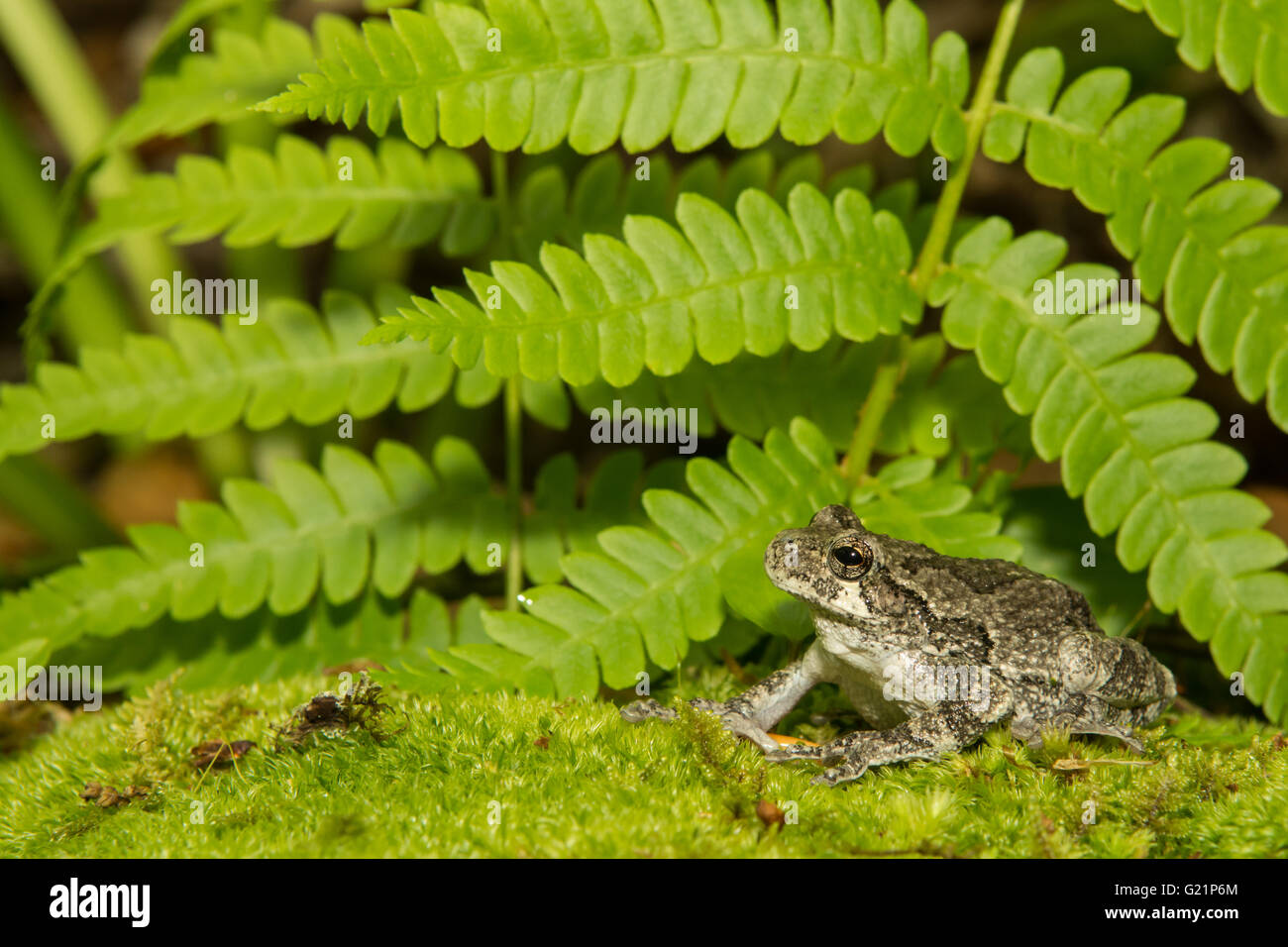 Treefrog gris Banque D'Images