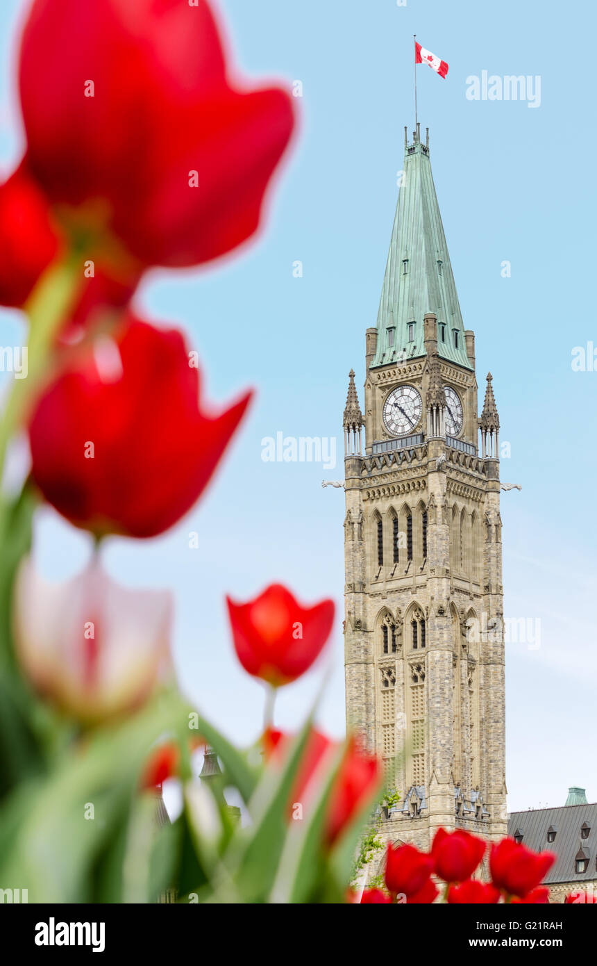 La tour de la Paix du Parlement du Canada avec des tulipes rouges floue au premier plan, à Ottawa, pendant le Festival canadien des tulipes Banque D'Images