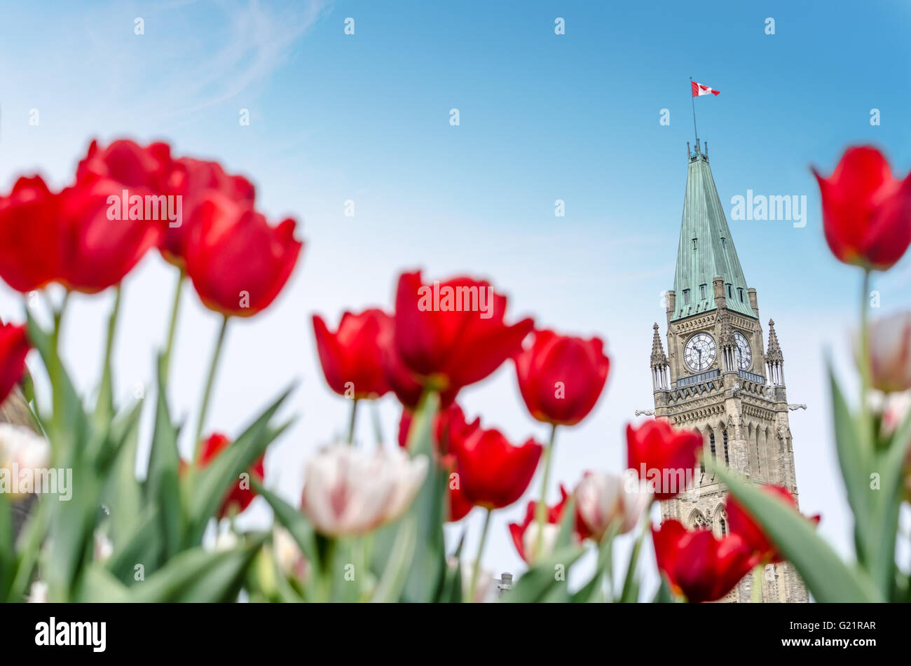 La tour de la Paix du Parlement du Canada avec des tulipes rouges floue au premier plan, à Ottawa, pendant le Festival canadien des tulipes (2016) Banque D'Images
