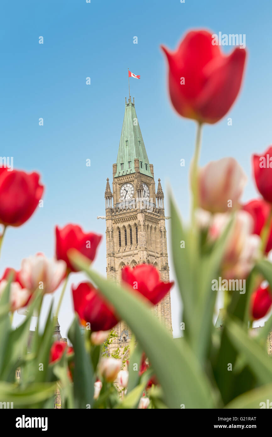 La tour de la Paix du Parlement du Canada avec des tulipes rouges floue au premier plan, à Ottawa, pendant le Festival canadien des tulipes Banque D'Images