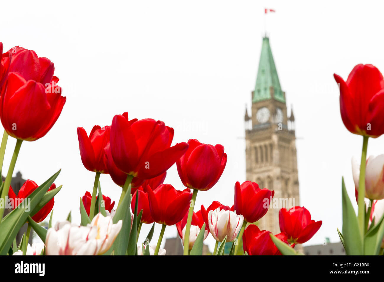 La tour de la Paix du Parlement du Canada avec des tulipes rouges floue au premier plan, à Ottawa, pendant le Festival canadien des tulipes Banque D'Images