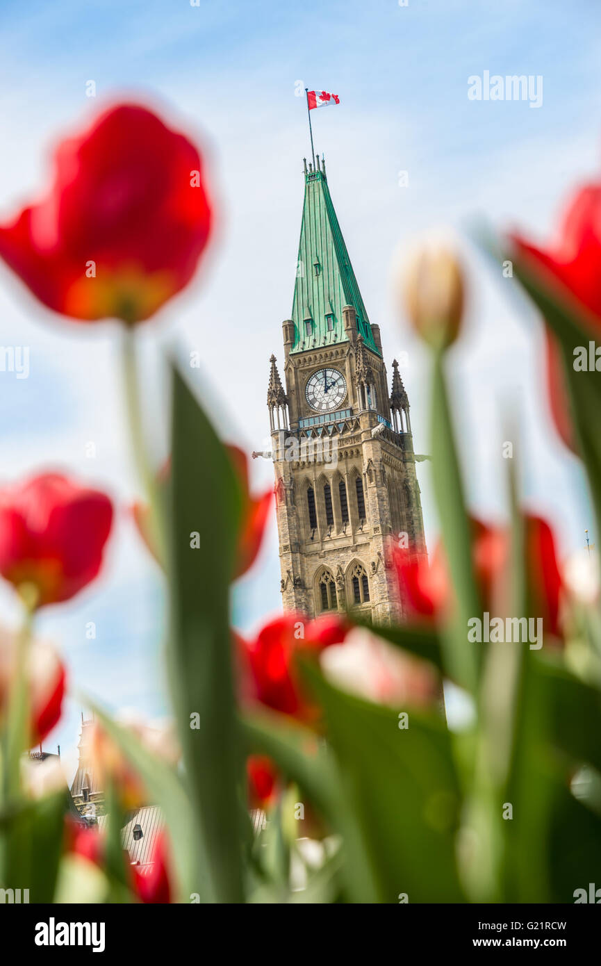 La tour de la Paix du Parlement du Canada avec des tulipes rouges floue au premier plan, à Ottawa, pendant le Festival canadien des tulipes Banque D'Images