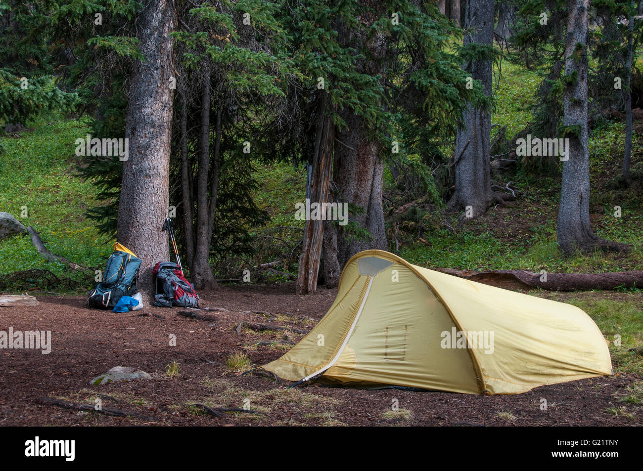 Camping, bassin de Chicago, l'ancolie, sentier du col Weminuche Wilderness Area, San Juan National Forest, Colorado. Banque D'Images