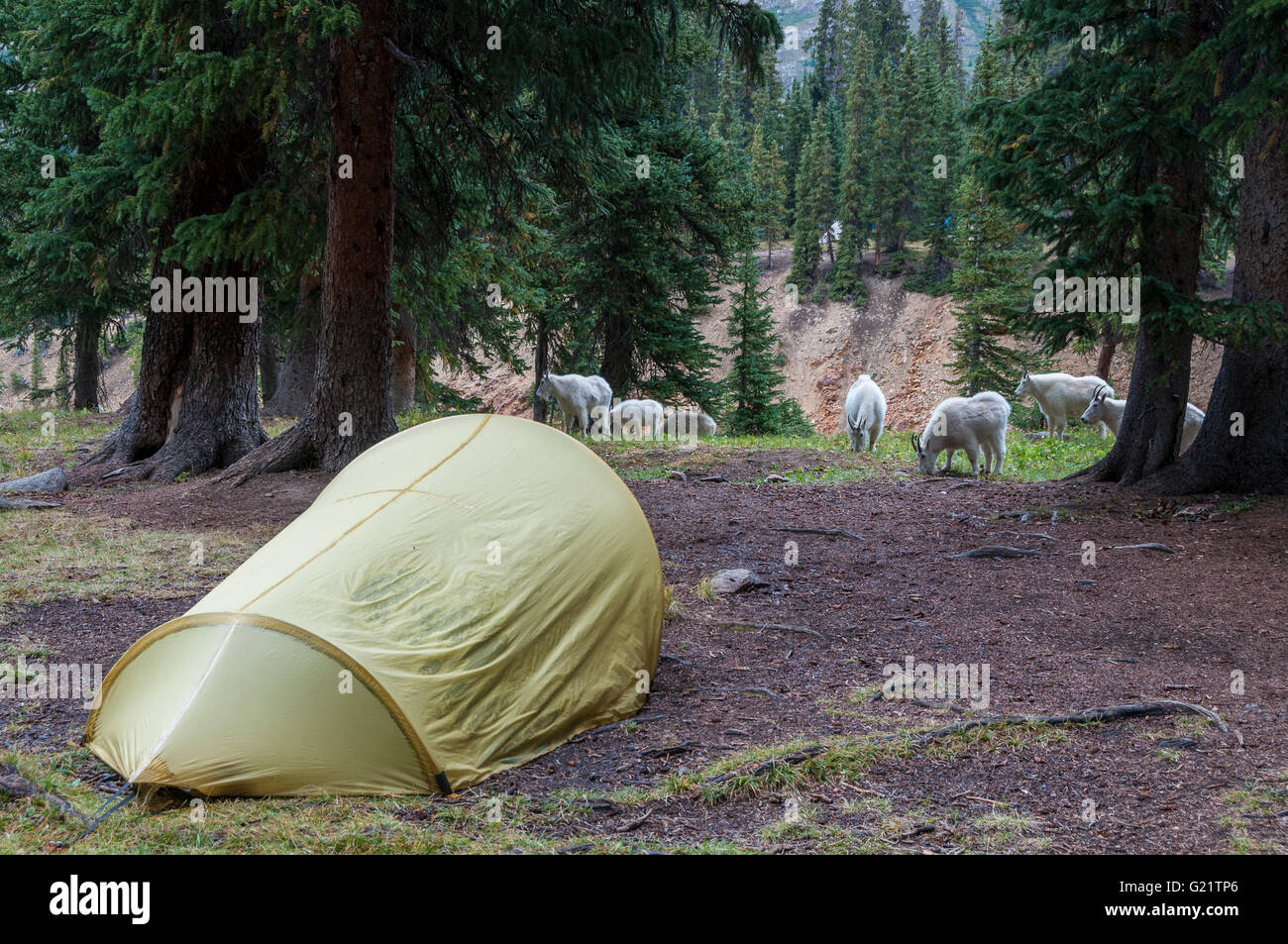 La chèvre de montagne dans la région de camp, bassin de Chicago, l'ancolie, sentier du col Weminuche Wilderness Area, San Juan National Forest, Colorado. Banque D'Images