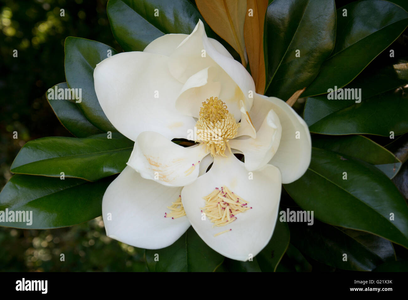 Fleur de Magnolia de la Louisiane. Banque D'Images